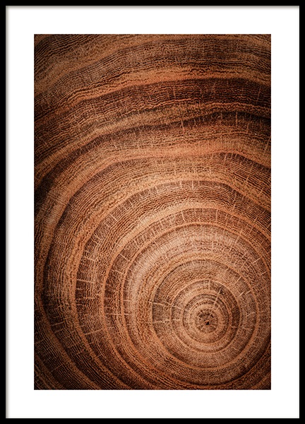 Growth Rings Juliste ryhmässä Julisteet / Luontoaiheet @ Desenio AB (11873)