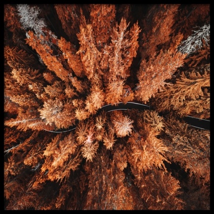 Autumn Colors Juliste ryhmässä Julisteet / Luontoaiheet @ Desenio AB (11875)