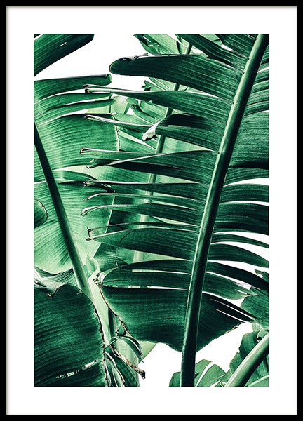 Banana Palm Leaves No1 Juliste ryhmässä Julisteet / Valokuvat @ Desenio AB (12052)
