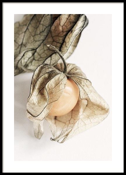 Physalis Juliste ryhmässä Julisteet / Keittiötaulut @ Desenio AB (12992)