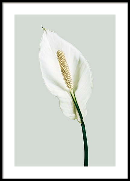 Peace Lily Juliste ryhmässä Julisteet / Kasviaiheet / Kukat @ Desenio AB (13979)