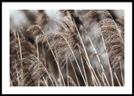 Dried Field Juliste ryhmässä Julisteet / Valokuvat @ Desenio AB (14906)
