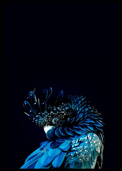Blue Cockatoo Juliste ryhmässä Julisteet / Valokuvat @ Desenio AB (2730)