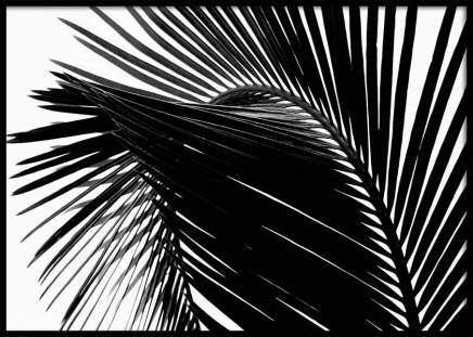 Black Palm Leaf One Juliste