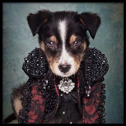 Puppy Portrait 2 Juliste ryhmässä Julisteet / Lasten taulut @ Desenio AB (3726)