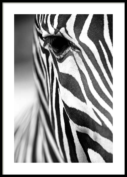 Zebra Close Up Juliste ryhmässä Julisteet / Mustavalkoiset @ Desenio AB (3855)