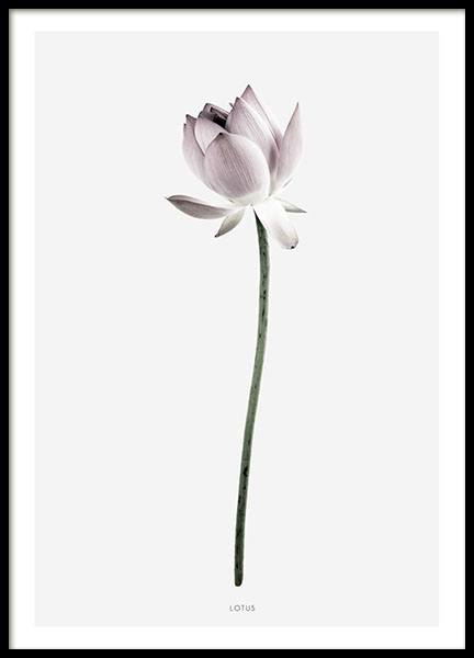 Kaunis taulu, jossa valokuva Lootus-kukasta vaaleanpunaisena