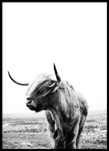 Highland Cow Juliste ryhmässä Julisteet / Valokuvat @ Desenio AB (8825)