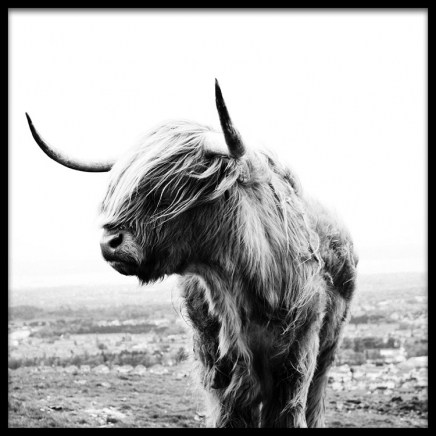 Highland Cow B&W Juliste ryhmässä Julisteet / Hyönteiset & eläimet @ Desenio AB (8826)