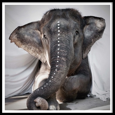 Love Warriors Adele Juliste ryhmässä Julisteet / Valokuvat @ Desenio AB (Pre5631)