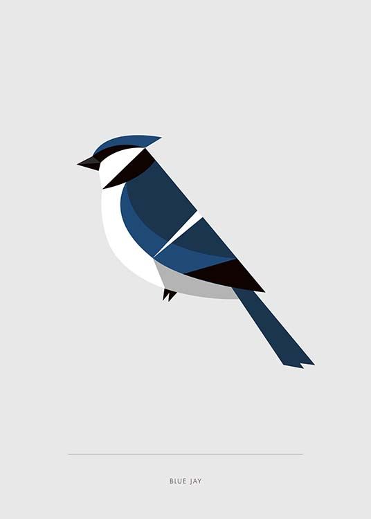 Blue Jay Juliste