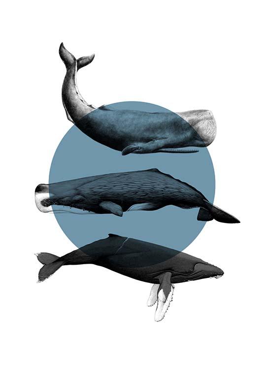 Whales Graphic Juliste