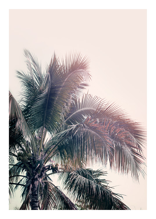 A Palm Tree Dream Juliste