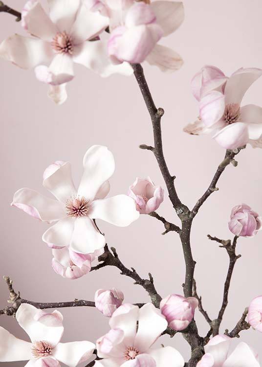 Pink Spring Flower Juliste / Valokuvat Osoitteessa Desenio ab (10213)