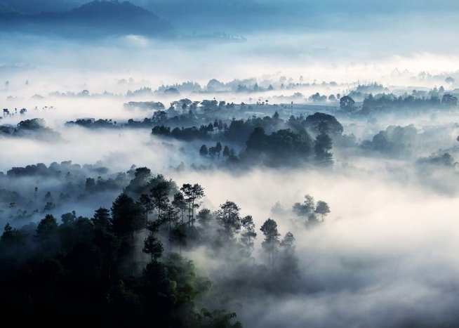 Misty Rainforest Juliste / Luontoaiheet Osoitteessa Desenio ab (10241)
