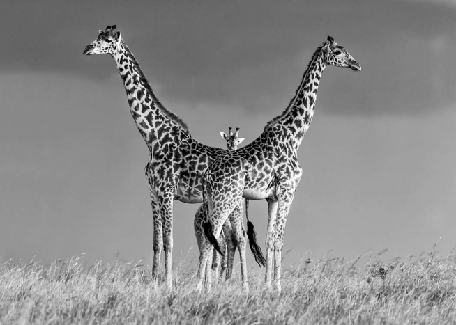 Giraffe Family Juliste / Mustavalkoiset Osoitteessa Desenio ab (10399)