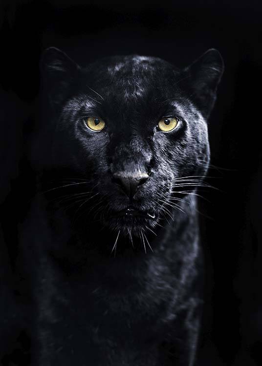 Panther Juliste