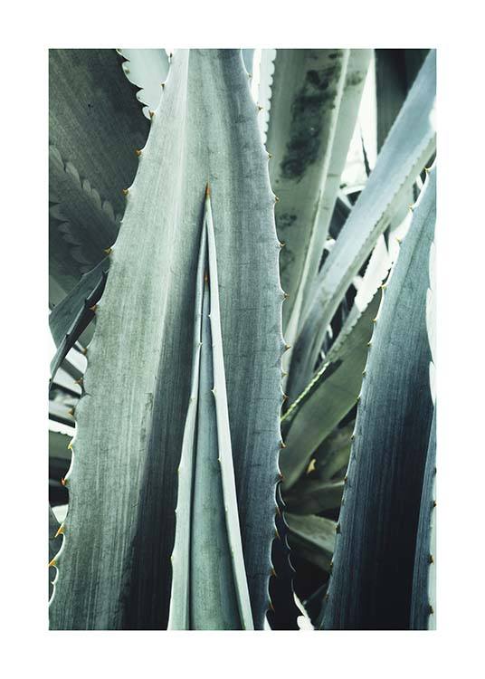 Agave Close Up Juliste