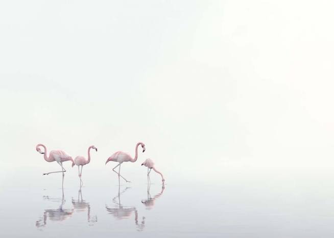Flamingos on Foggy Water Juliste