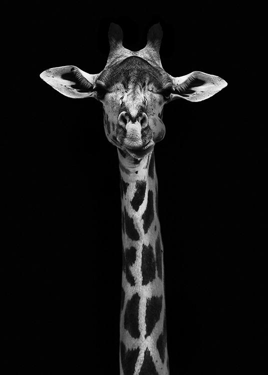 Giraffe on Black Juliste / Mustavalkoiset Osoitteessa Desenio ab (10619)