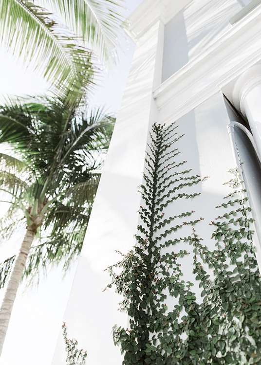 Climbing Plant Juliste