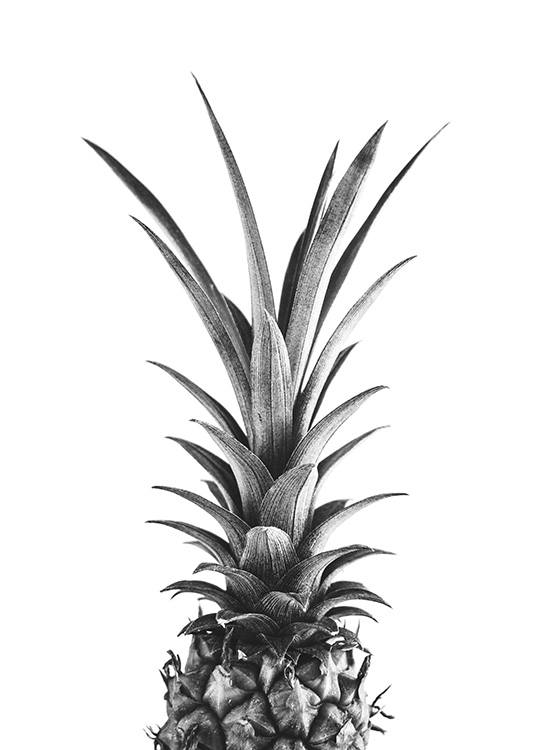  – Mustavalkoinen valokuva ananaksesta