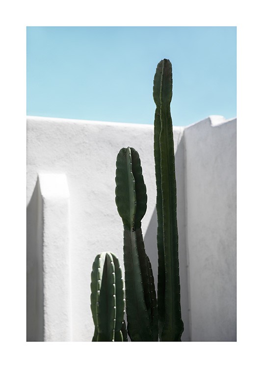 Cactus Wall Juliste