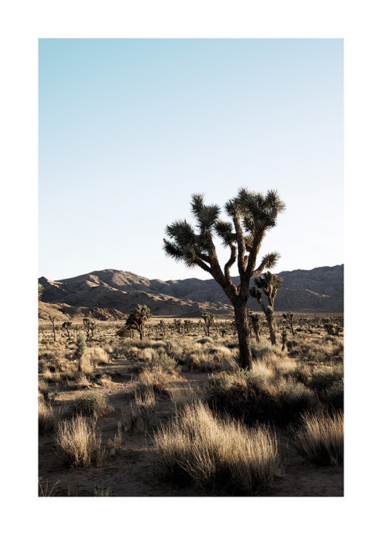 Joshua Tree National Park Juliste