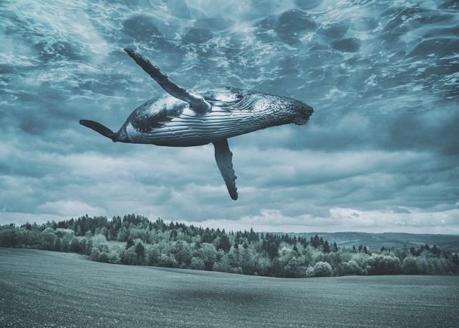 Flying Whale Juliste