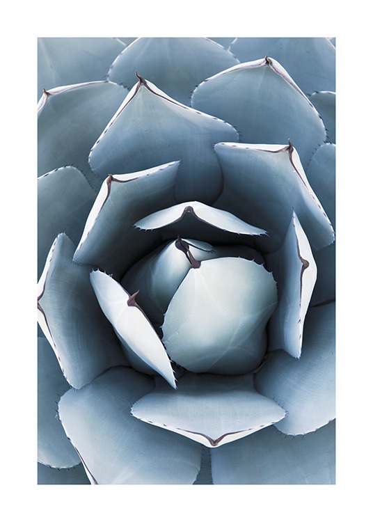 Blue Agave No1 Juliste