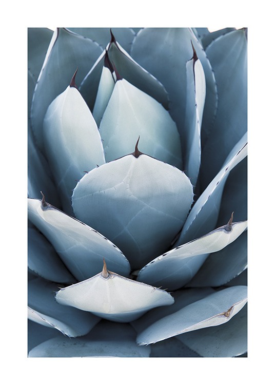 Blue Agave No2 Juliste