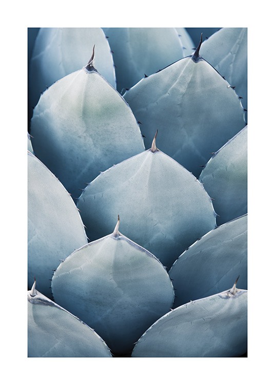 Blue Agave No3 Juliste