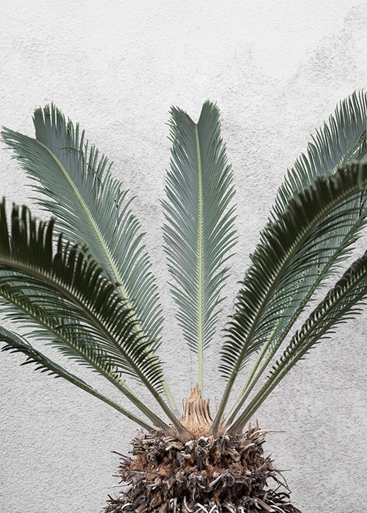 Pineapple Palm Juliste / Valokuvat Osoitteessa Desenio ab (10858)