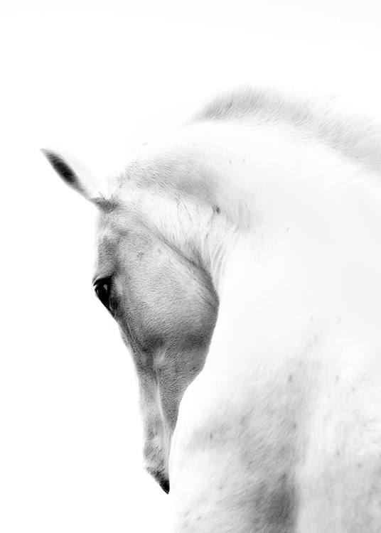 Fading Horse No2 Juliste