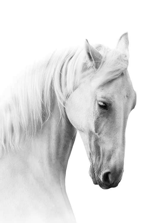 Horse Profile Juliste