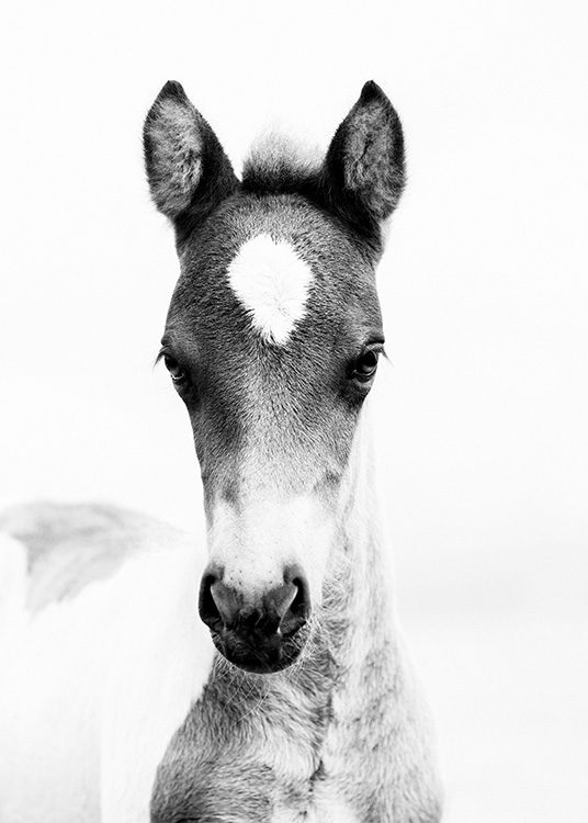 Horse Foal Juliste