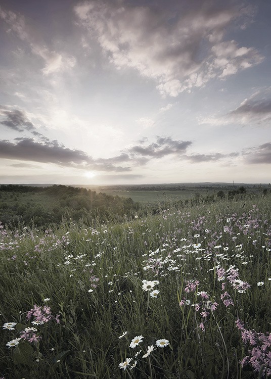 Meadow Sunset Juliste / Luontoaiheet Osoitteessa Desenio ab (10918)