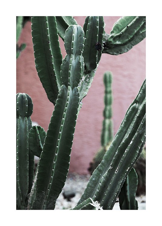 Pink and Green Cactus Juliste