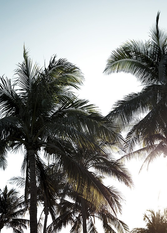 – Valokuva palmuista aurinkoista taivasta vasten.