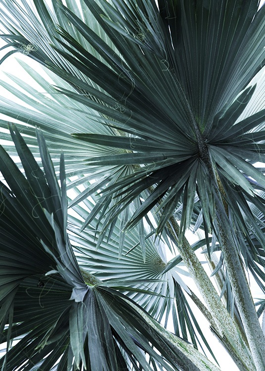 Mint Palms No3 Juliste