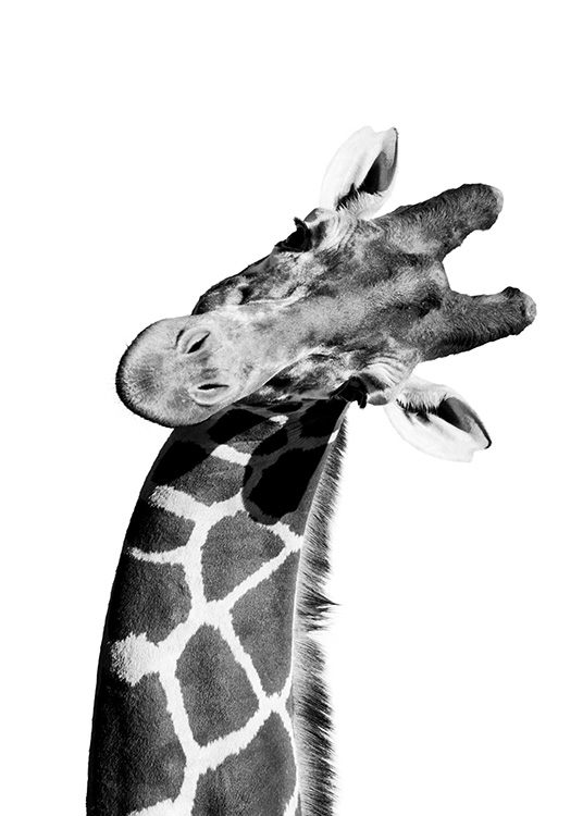 Giraffe Portrait Juliste / Lasten taulut Osoitteessa Desenio ab (10966)