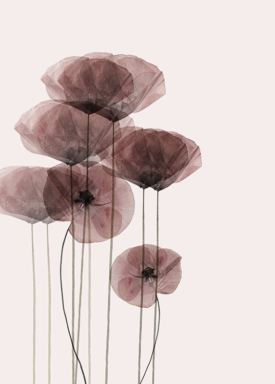 Poppy Bunch Juliste