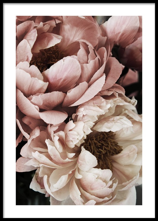 Coral Sunset Peony Art Print