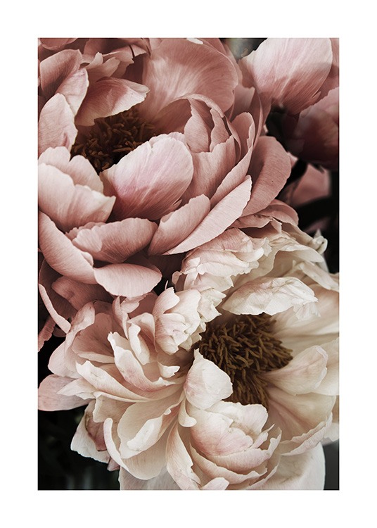 Coral Sunset Peony Juliste