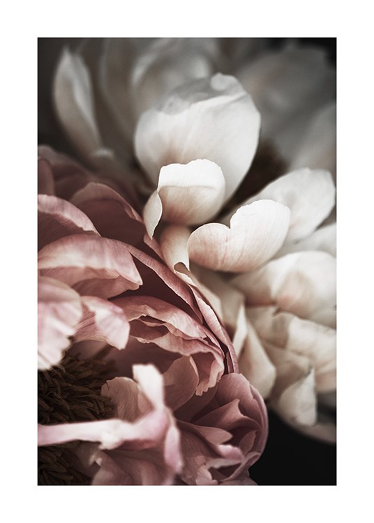 Pink and White Peony Juliste
