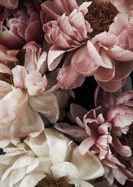  – Kukkavalokuva kimpusta pinkkejä ja valkoisia pioneja täydessä kukassaan
