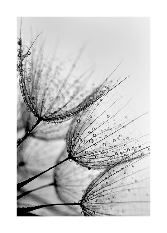 Dandelion Drops Juliste