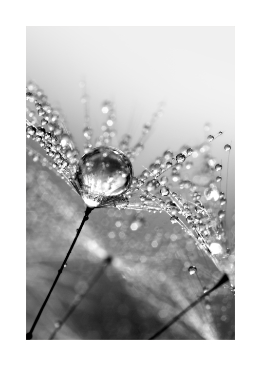 Dandelion Dew Juliste