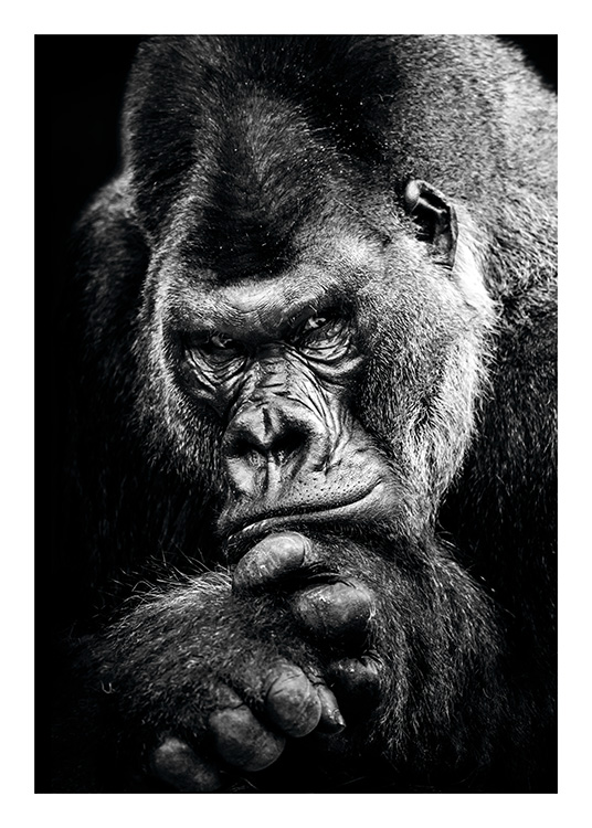 Gorilla Juliste