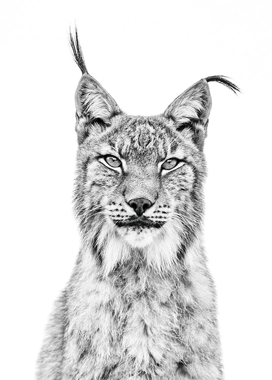 Lynx Juliste